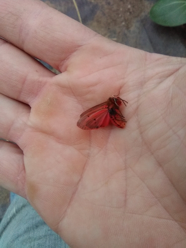 Ruby Tiger Moth photo 5
