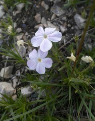 Phlox sibirica