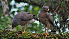 Rupornis magnirostris
