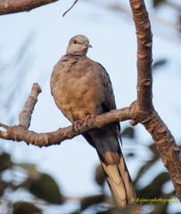 Streptopelia chinensis