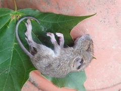 Apodemus flavicollis