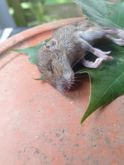 Apodemus flavicollis