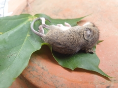 Apodemus flavicollis