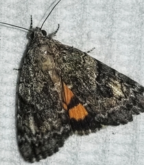 Catocala micronympha