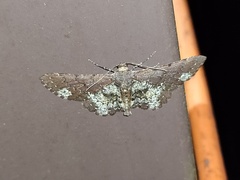 Abaciscus tristis