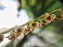 Stelis purpurascens