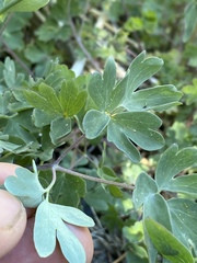 Aquilegia shockleyi