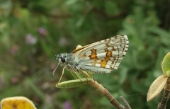 Pyrgus sidae