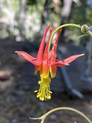 Aquilegia shockleyi