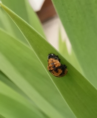 Coccinella septempunctata