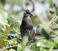 Pycnonotus cafer