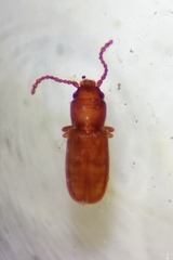 Laemophloeidae