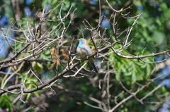 Uraeginthus angolensis