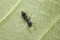 Myrmarachne