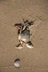 Liocarcinus