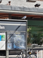 Chroicocephalus ridibundus