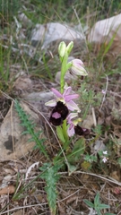 Ophrys bertolonii