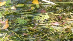 Salvinia minima
