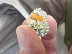 Anthocharis julia flora