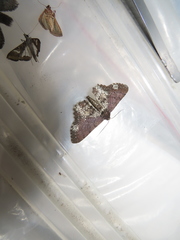Abaciscus tristis