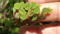 Salvinia minima