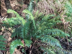 Blechnum nudum