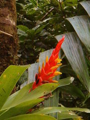 Guzmania berteroniana