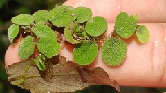 Salvinia minima