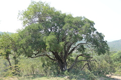 Pleurostylia capensis