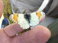 Anthocharis julia flora