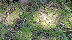 Salvinia minima