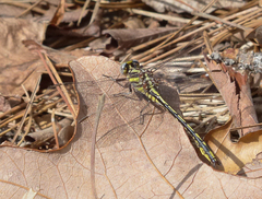 Phanogomphus oklahomensis