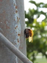 Hippodamia convergens