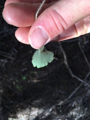 Hydrocotyle bowlesioides