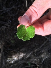 Hydrocotyle bowlesioides