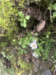 Mazus alpinus