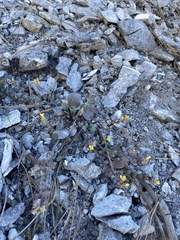 Physaria hitchcockii