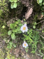 Mazus alpinus