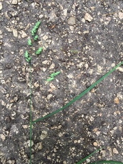 Dactylis glomerata lobata