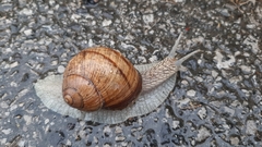 Helix pomatia