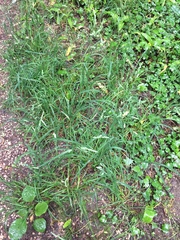 Dactylis glomerata lobata