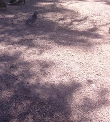 Columba livia