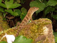 Anolis gundlachi