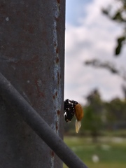 Hippodamia convergens