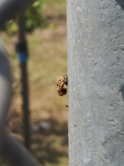 Hippodamia convergens