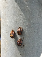 Hippodamia convergens