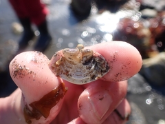 Cryptolithodes typicus