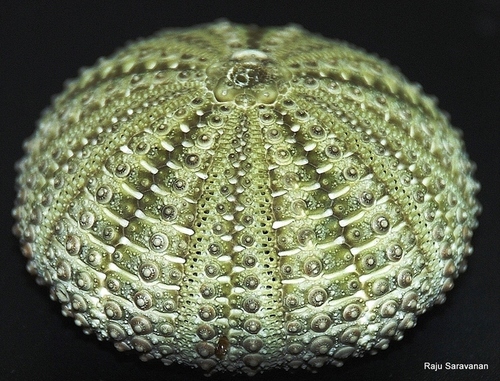 Genus Temnopleurus · iNaturalist