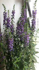 Angelonia