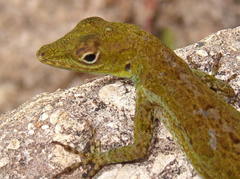 Anolis evermanni